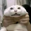 no0bexs