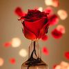 user8656140619721