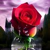 alsmr11q