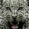 gatarussa94