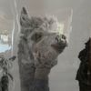 llama_bro5