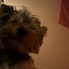 luckyducky2828