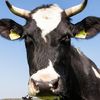 cow_of_the_world