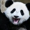 tu.osito.panda