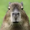 capybara.accphu