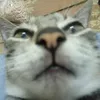 ngoc_ha740