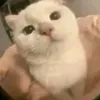 hopiee30