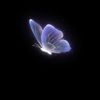 candiapple_softspirit