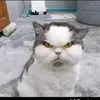 mullekatz47