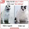 hoa.mi.h
