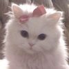 13cats4life13