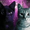 1mm_cat.1