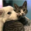 Funniest Animal Videos in the