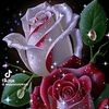 saleemwazir87