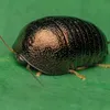 randomcockroach