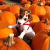 tessaswoof