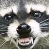 raccooncookie25