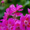 itannarosaria