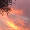 nikolsofia53