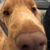 cookiethedog_yk