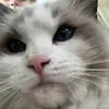 aura..auralabubu67.4
