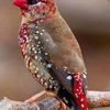 morad.dido