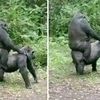 berkingkong_