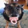 Dog with baby pacifier