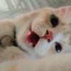 maisara_omai