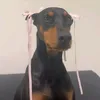 _eav3sdropper