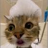 usernotf72y