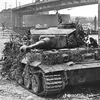 tiger62899