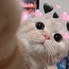 salsa_132hdhshsh