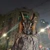 owldan2911