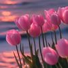 tulipe970