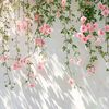 si_belle_rose