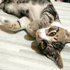 cutekitten0212