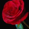 aminihamy1