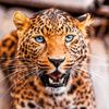 Wildlifelove