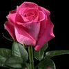 nishasweet333