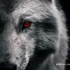 afridiyan_afridiyan