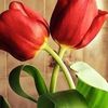 flowerssmell42