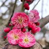 huang.ky.lan