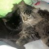 catsarecutecutecutecute