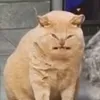 brutelessthanthree