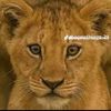kingafrica1234562