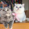 Felindorcats