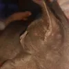 thyago_goat