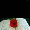 freshajaza