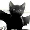 _ilovcats7